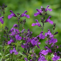 Mirage™ Violet Salvia, Autumn Sage, Salvia greggii 'Balmirvio'